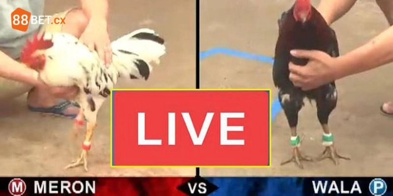 Giải thích trực tiếp đá gà