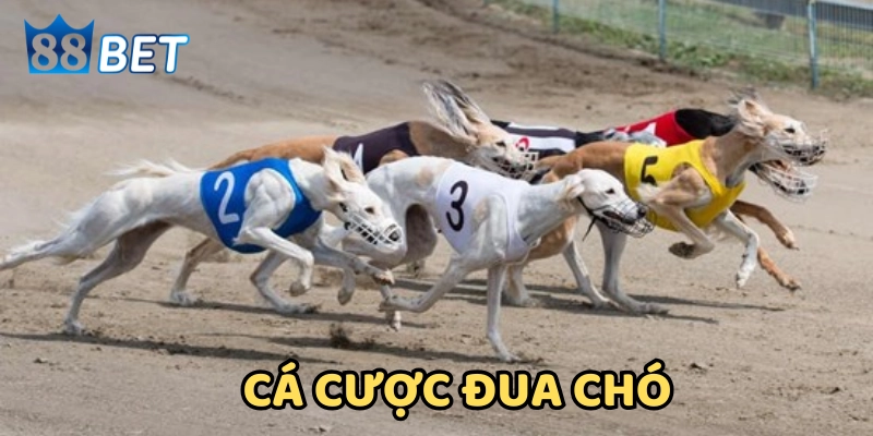 Giải thích cá cược đua chó