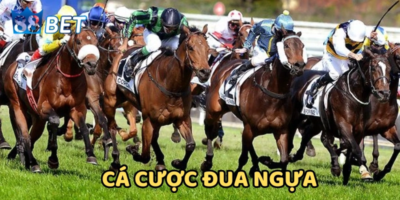 Một số loại cược đua ngựa
