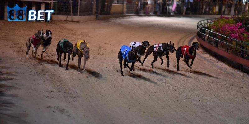 Thông tin và bảng thành tích